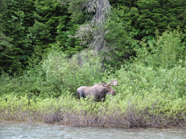 Moose-Glacier
