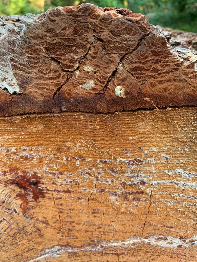 Closeup-bark