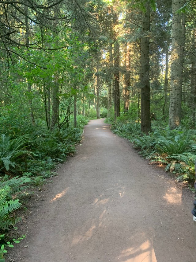 Forest path-Dungeness