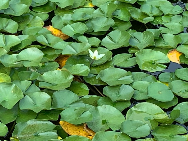 Water lily, Flowing Lake Park
