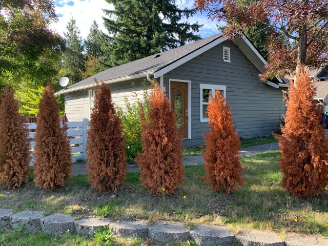 Dead Arborvitae