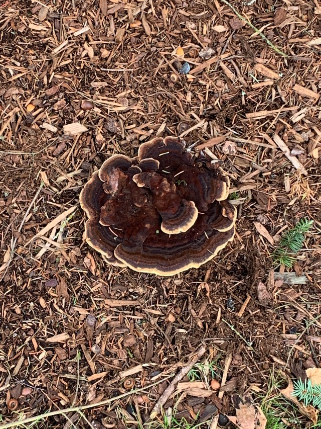 WeirdFungus, Everett Costco