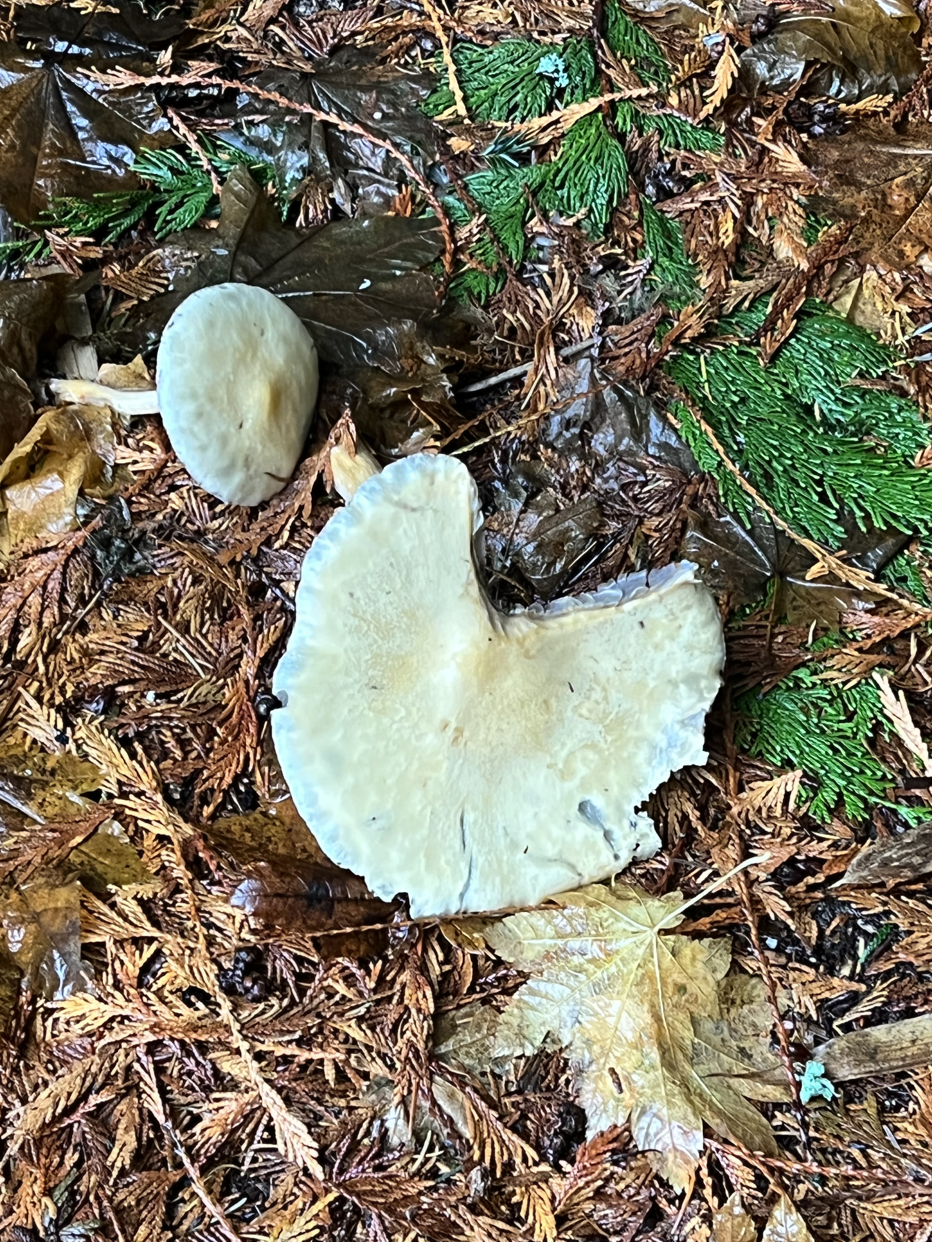BackyardFungus1
