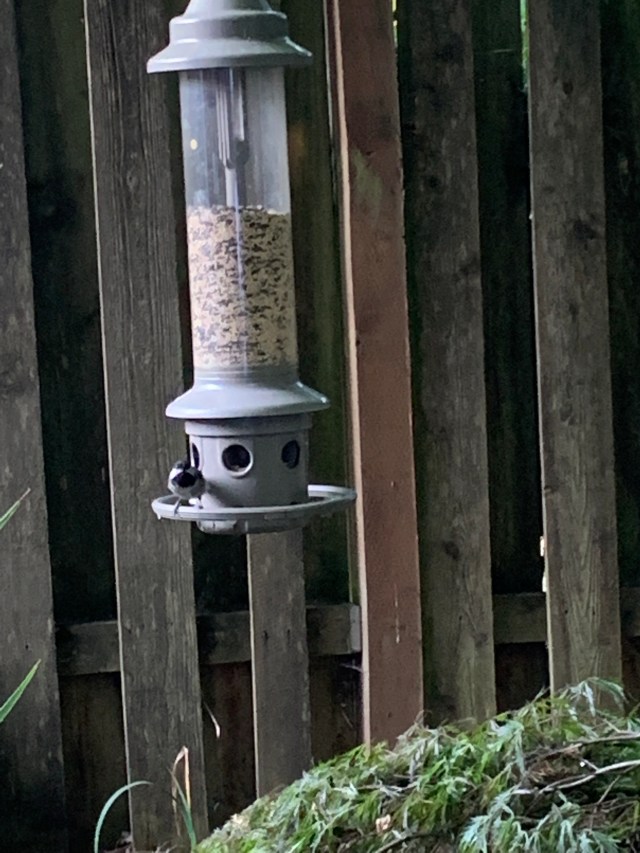 Black-cappedChickadee