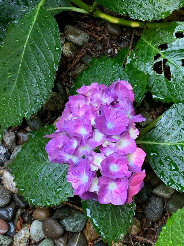 Hydrangea-Amethyst