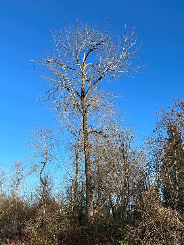 LeaflessTree-Martha Lake1