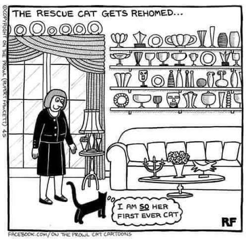 rescue-first-ever-cat-shelves-breakables