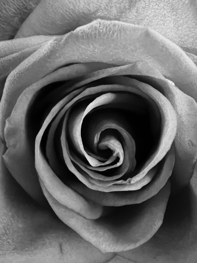Rose-black and white