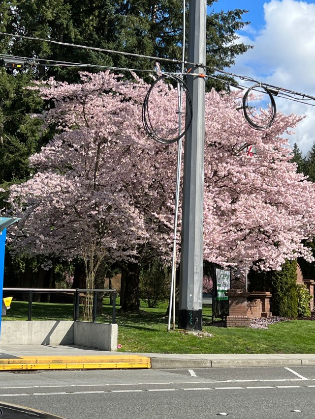 FloweringCherryTree-MillCreek2022