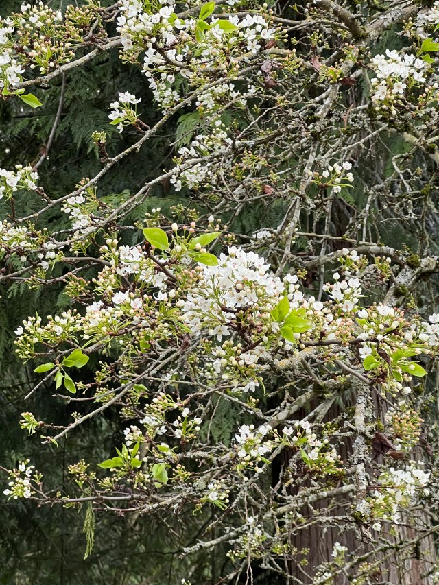 FlowersOnPearTree-Home2022