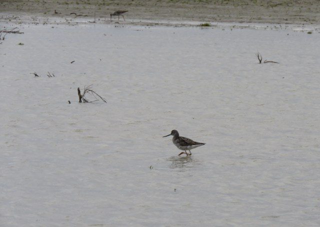 GreaterYellowlegs-Skagit