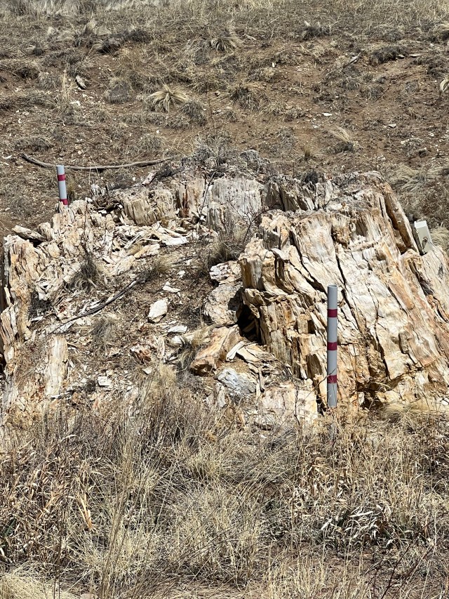 PetrifiedTreeStump-FlorissantColorado