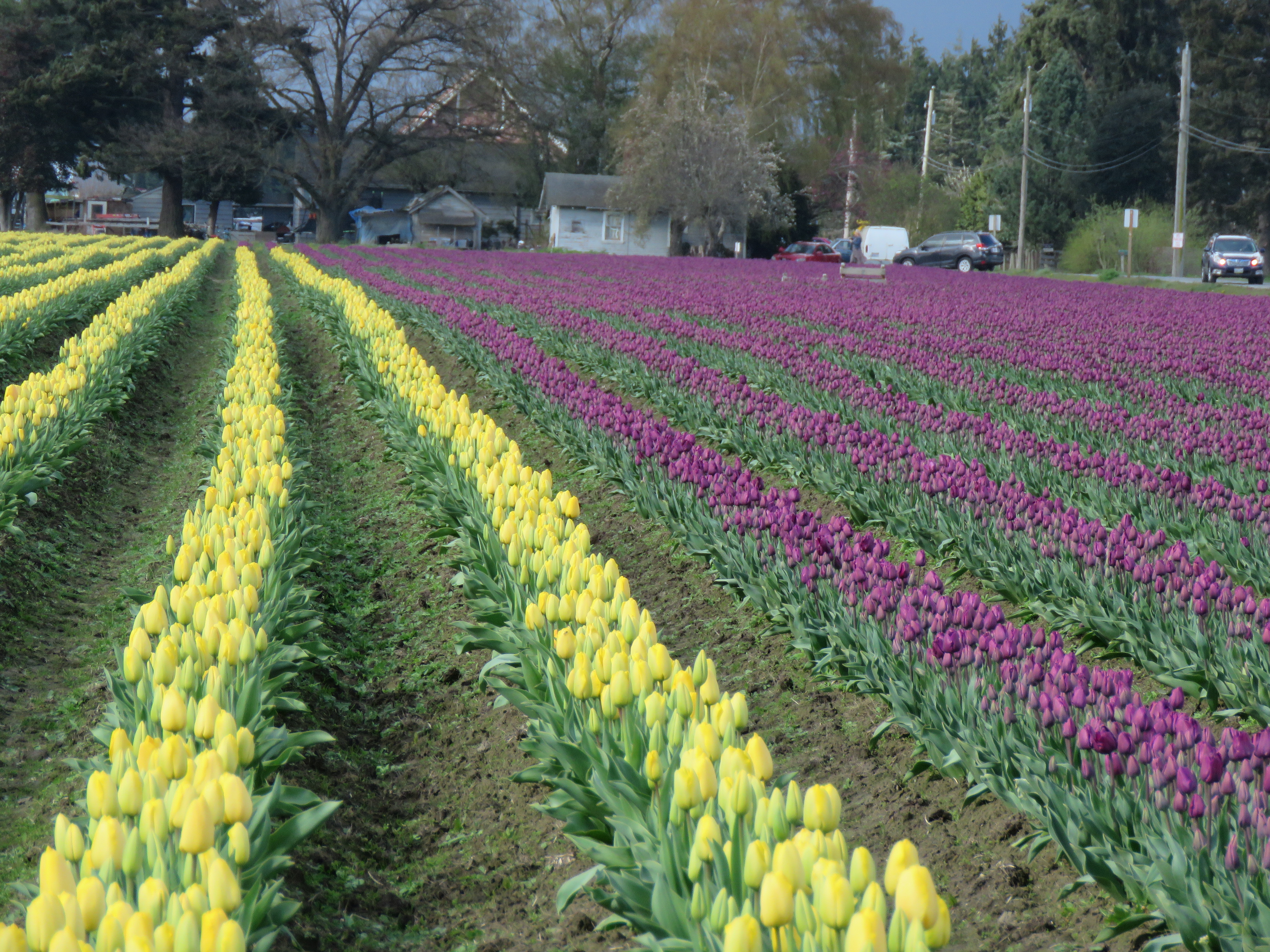 YellowPurpleTulips