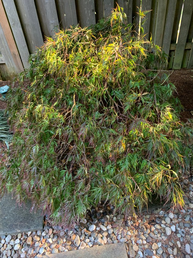 Fluffy-Spring-SummerFoliage