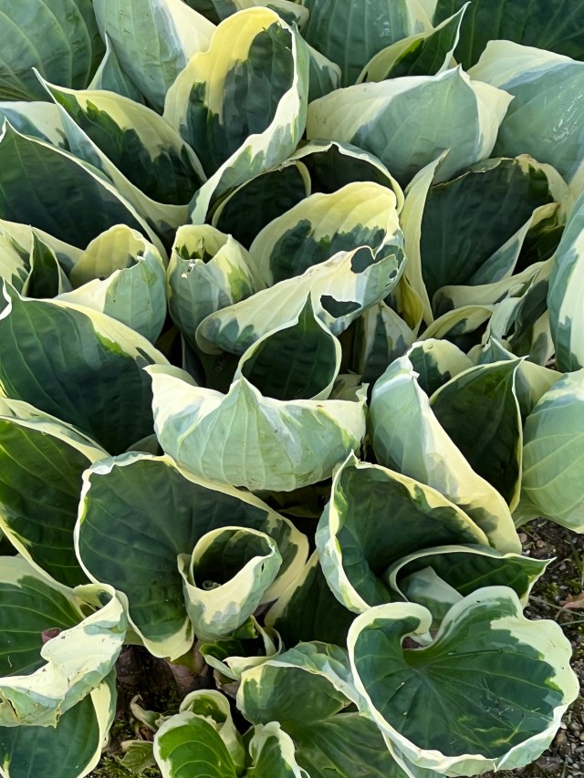 Hosta