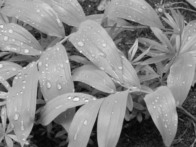 Solomon'sSeal-BW