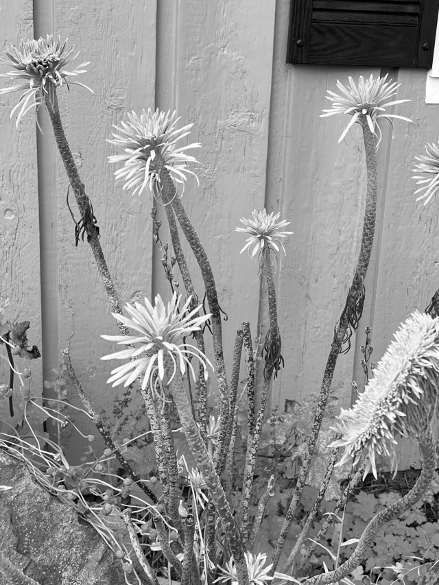 WeirdPlant-B&amp;W