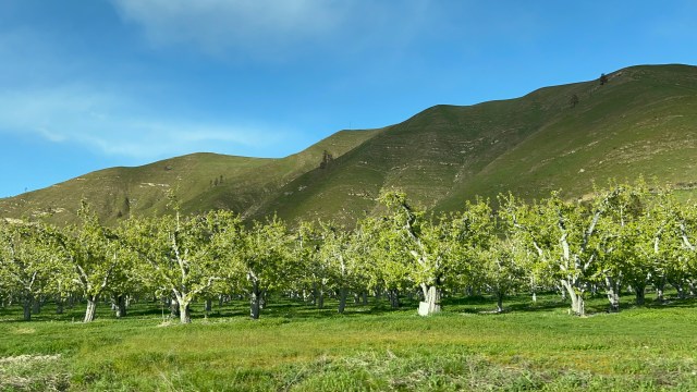 AppleOrchard-Wenatchee