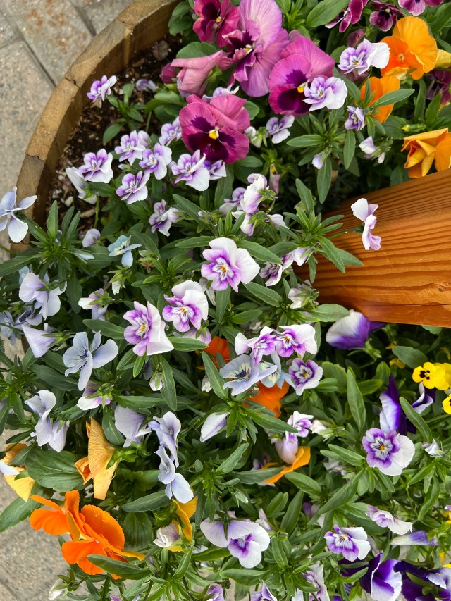 Pot full of Posies-Leavenworth