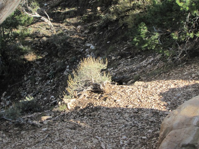 TinyTree-GrandCanyon