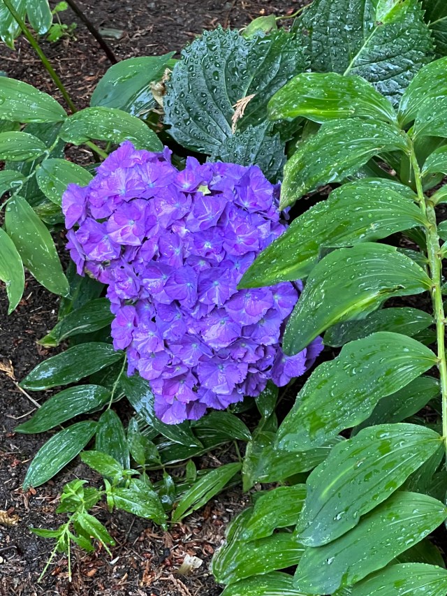 BloomingHydrangeea7-26-22