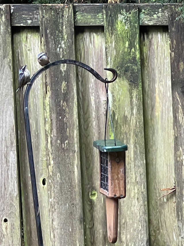 Double-Nuthatches
