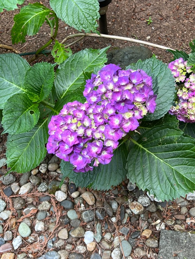 EmergingHydrangea7-17-22