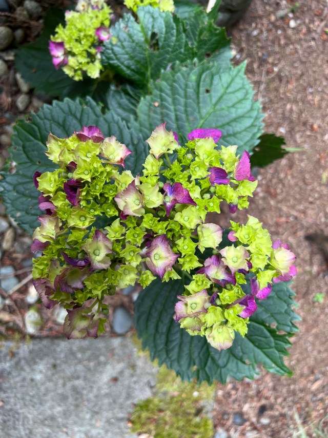 EmergingHydranges7-10-22