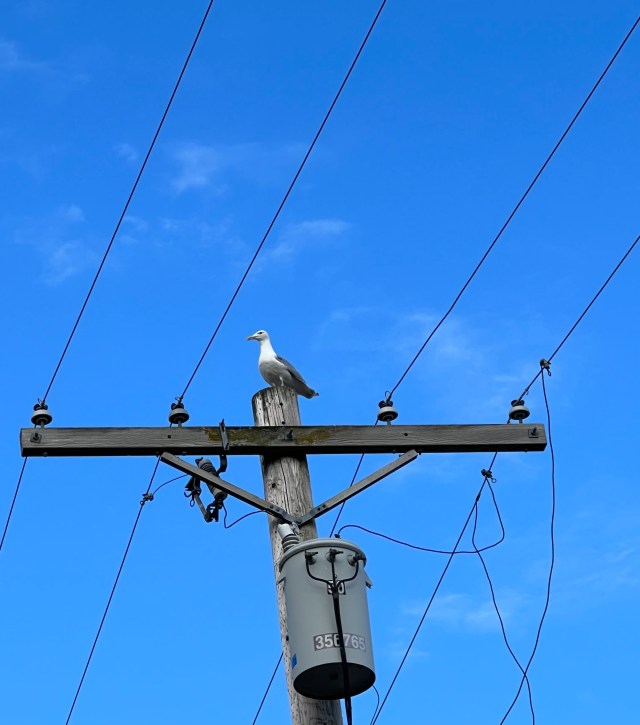 Seagull-WaterfrontPlace
