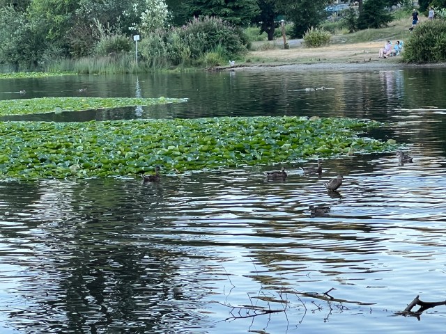 Ducks and Lily pads-Silver Lake