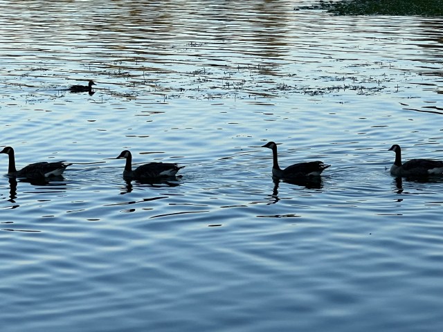 Geese in a line