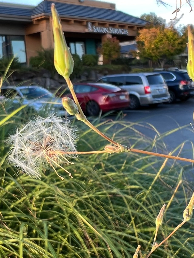 GrassFlower-BellevueAug2022