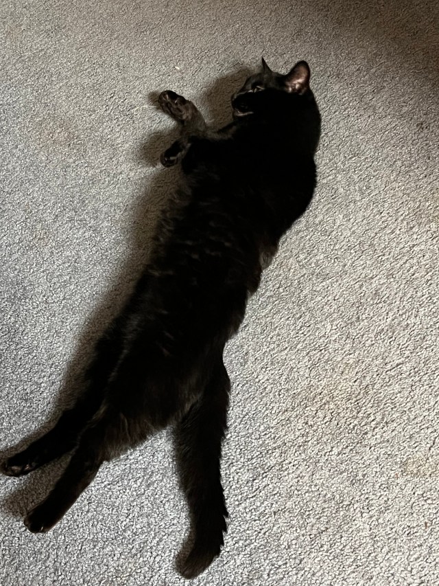 long-cat1