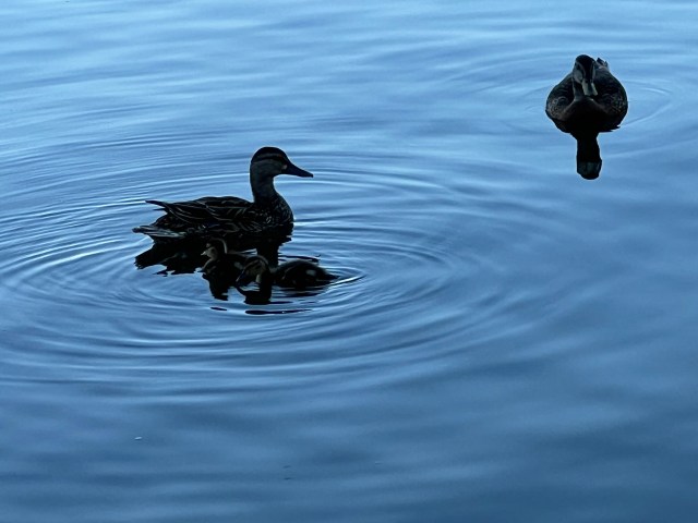 Moms and ducklings-Silver Lake