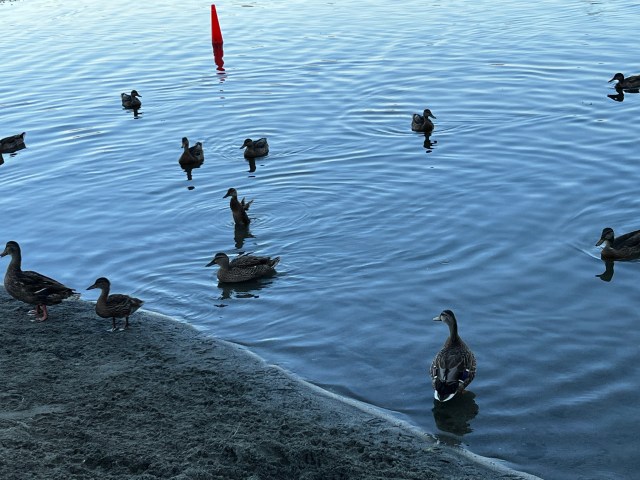 Moms and juvenile ducks-Silver Lake