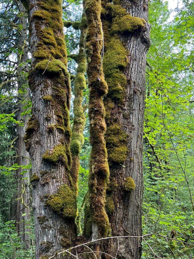 Beauty-mossy tree trunks