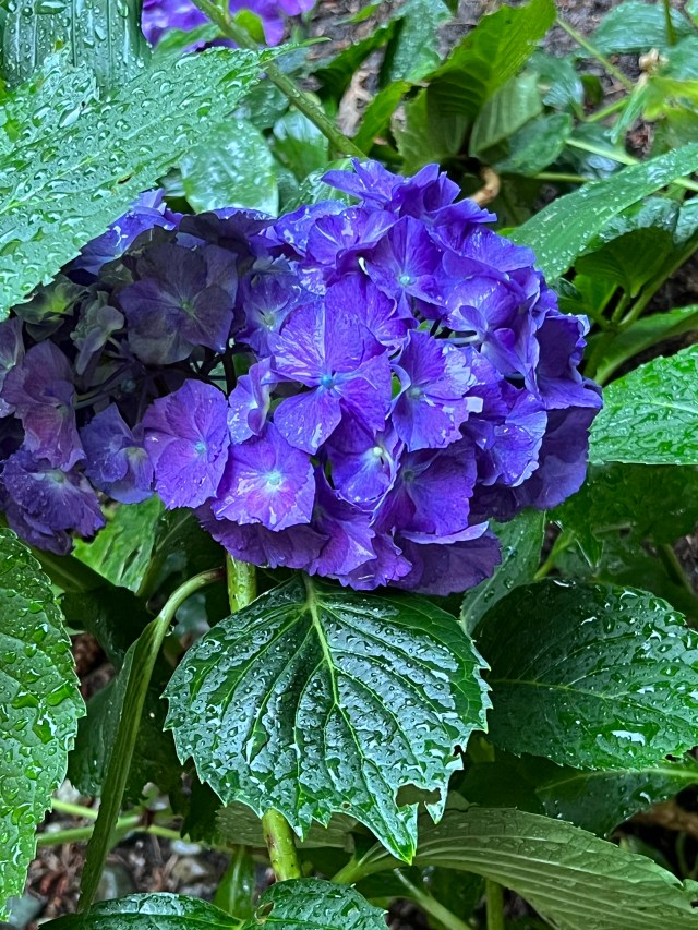 Hydrangea, 2022