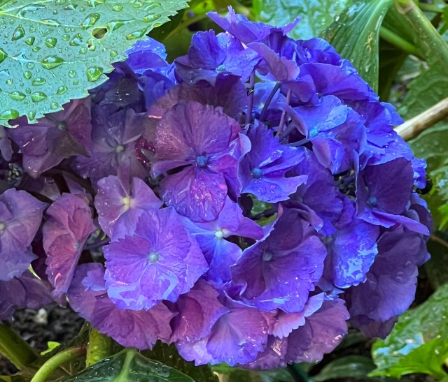 HydrangeaCloseup2022