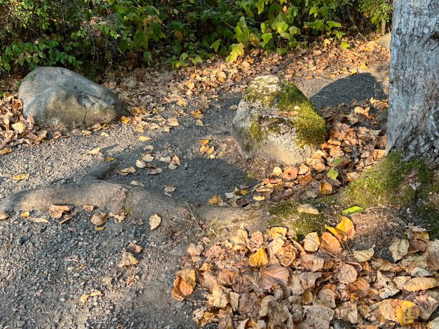 BigTreeRoot-Narbeck2022