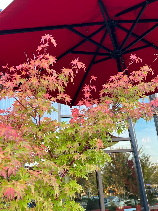 EarlyOctober-MapleTree