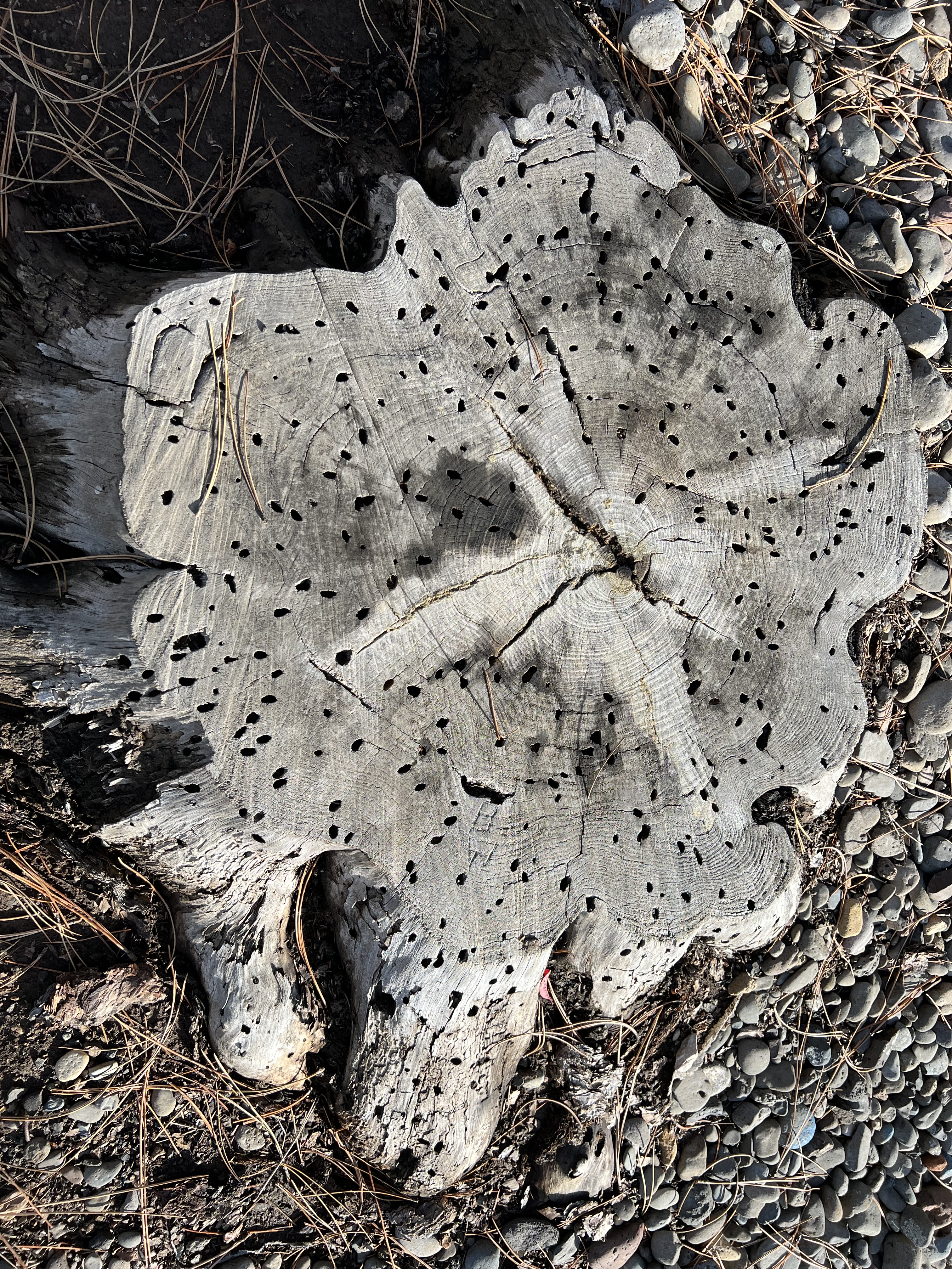 Holey Stump, Batman! Pendleton