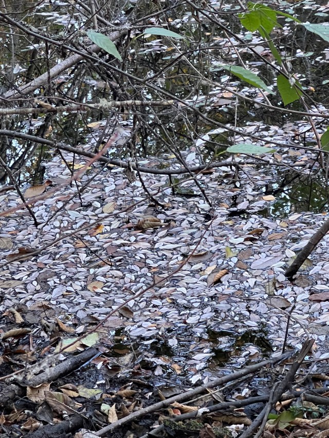 Pond-LeafMosaic-Narbeck2022