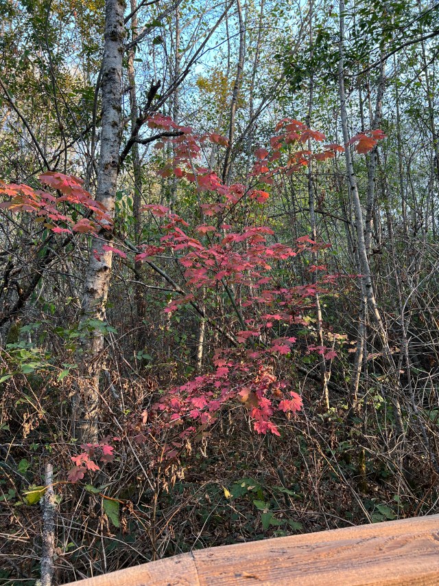 RedMapleLeaves-Narbeck2022