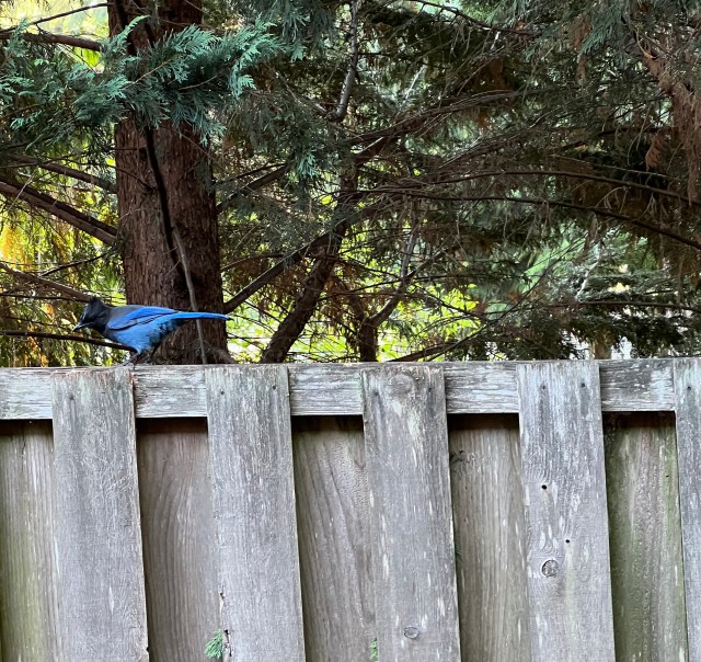 Steller's Jay 8-8-22