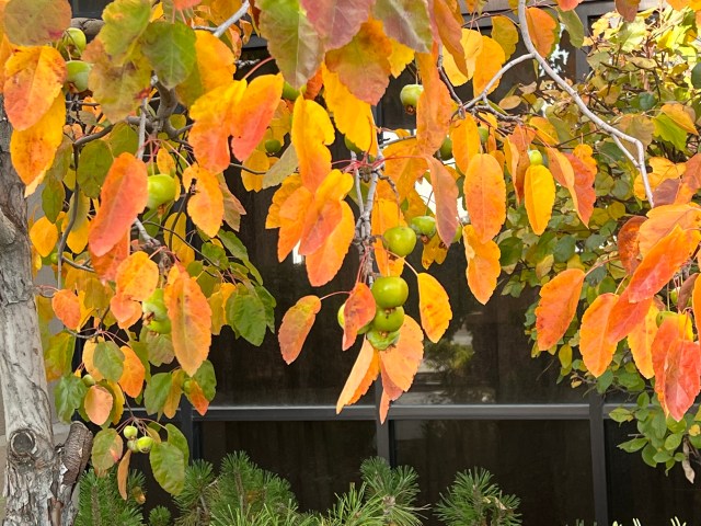 HamptonInnCrabapples