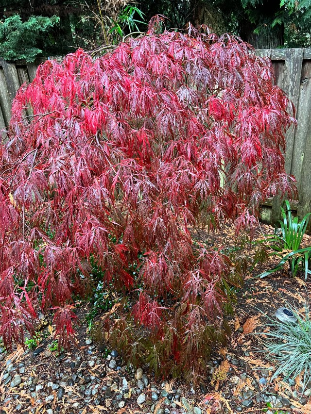 Red-BigMaple-11-4-22