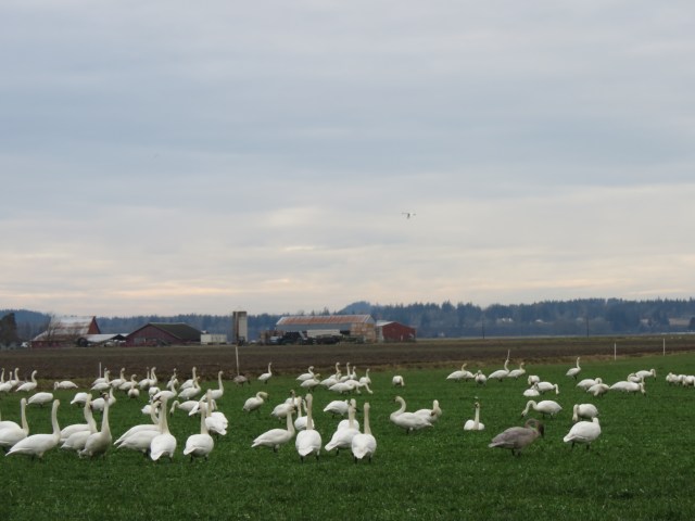 SkagitSwans-1