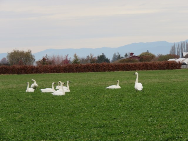 SkagitSwans-2