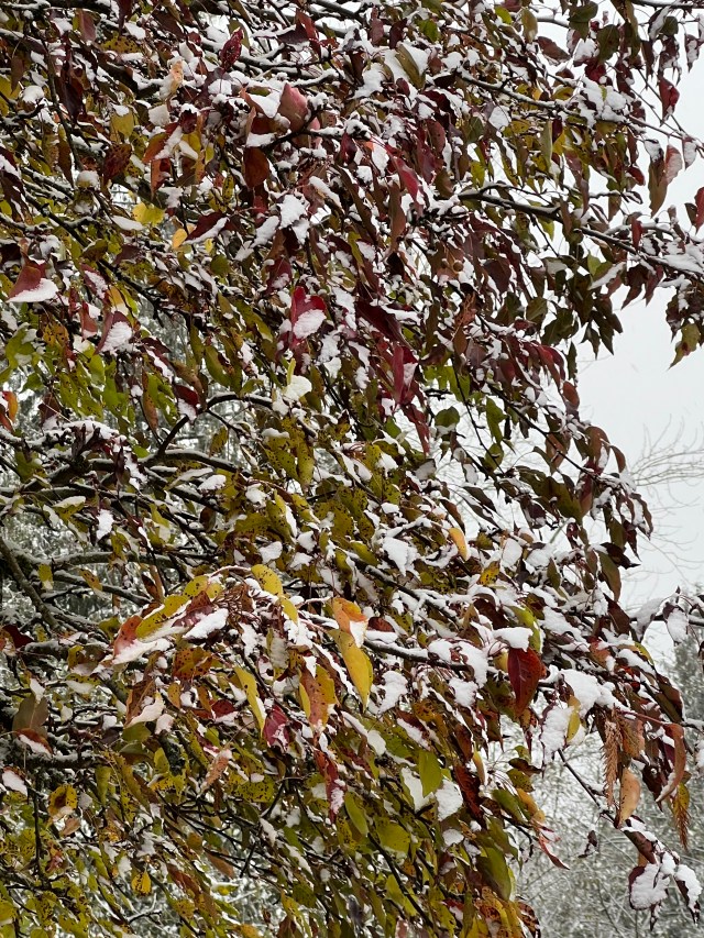 SnowyPearTree11-29-22