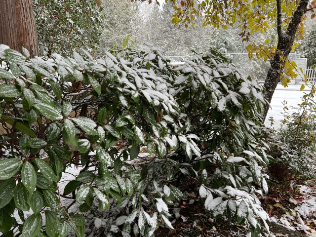 SnowyViburnum11-29-22